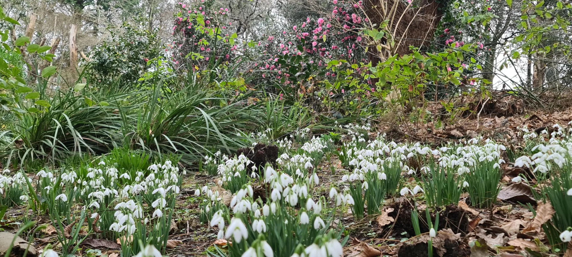 Woodland Walk at Pinetum Gardens Cornwall - The first approach of visiting the garden