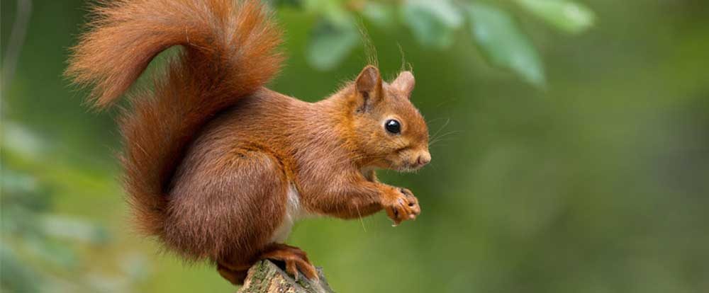 Red Squirrel -